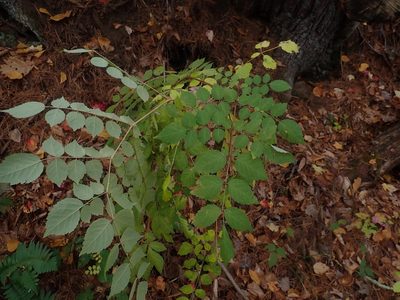 Aralia elata, photographed by Lynn Harper