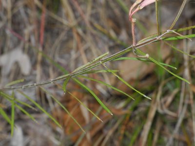 Asclepias verticillata, photographed by Michael J. Papay