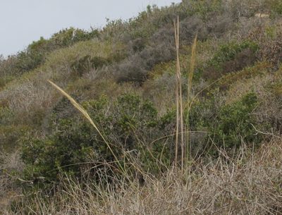 Eriocoma coronata, photographed by Stephanie Taylor