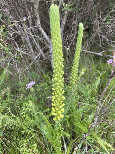 Corycium bicolorum, photographed by Sean Privett