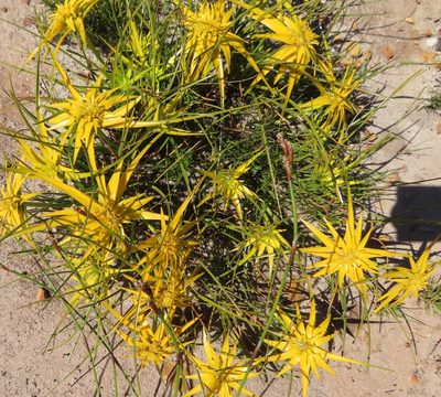 Ficinia radiata, photographed by linkie