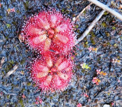 Drosera cuneifolia, photographed by linkie