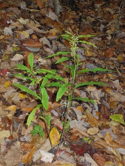 Solidago curtisii, photographed by Michael J. Papay