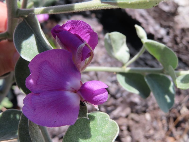 Podalyria hirsuta, photographed by linkie