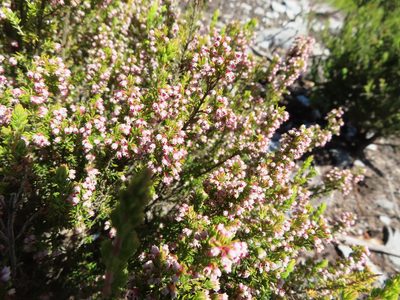 Erica hispidula, photographed by linkie