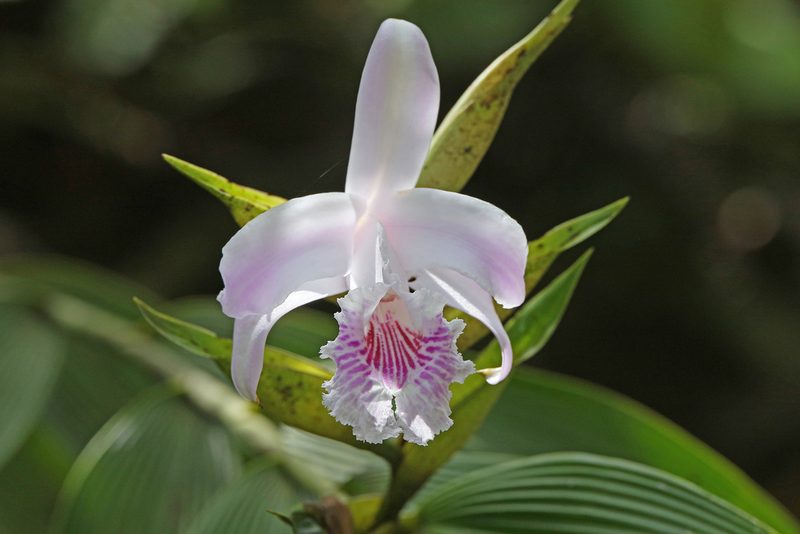 Sobralia pulcherrima, photographed by Christoph Moning