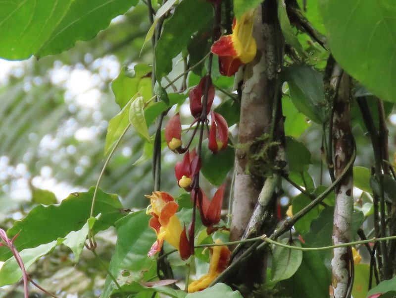 Thunbergia mysorensis, photographed by Juan C. Espinosa