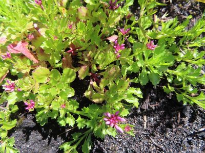 Lobelia jasionoides, photographed by linkie