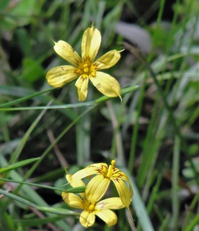 Sisyrinchium pachyrhizum, photographed by Hugo Hulsberg