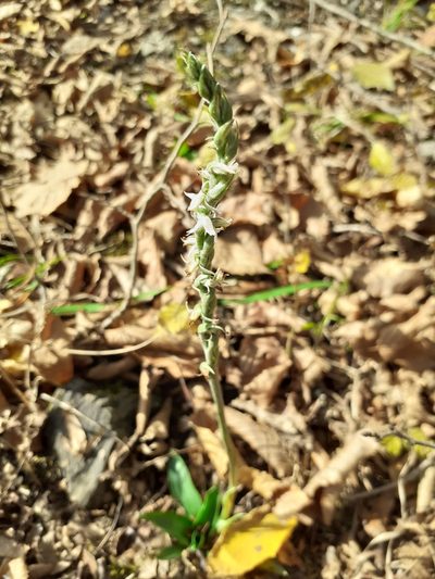 Spiranthes spiralis, photographed by Сергей Грабчак