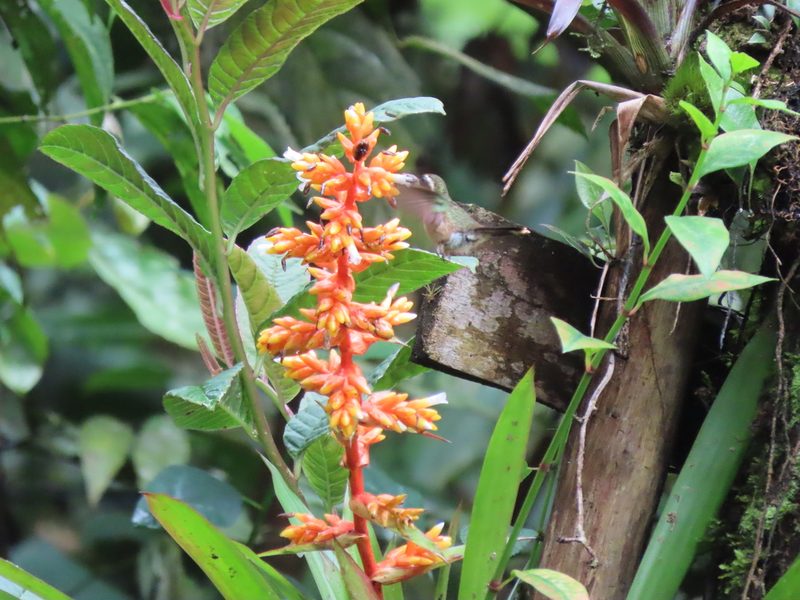 Guzmania multiflora, photographed by Juan C. Espinosa