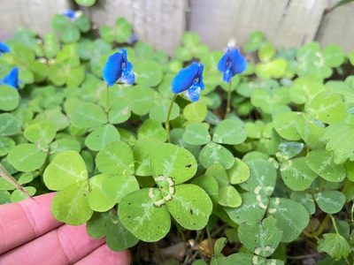 Parochetus communis, photographed by Jon Sullivan