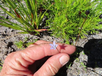 Wahlenbergia cernua, photographed by linkie