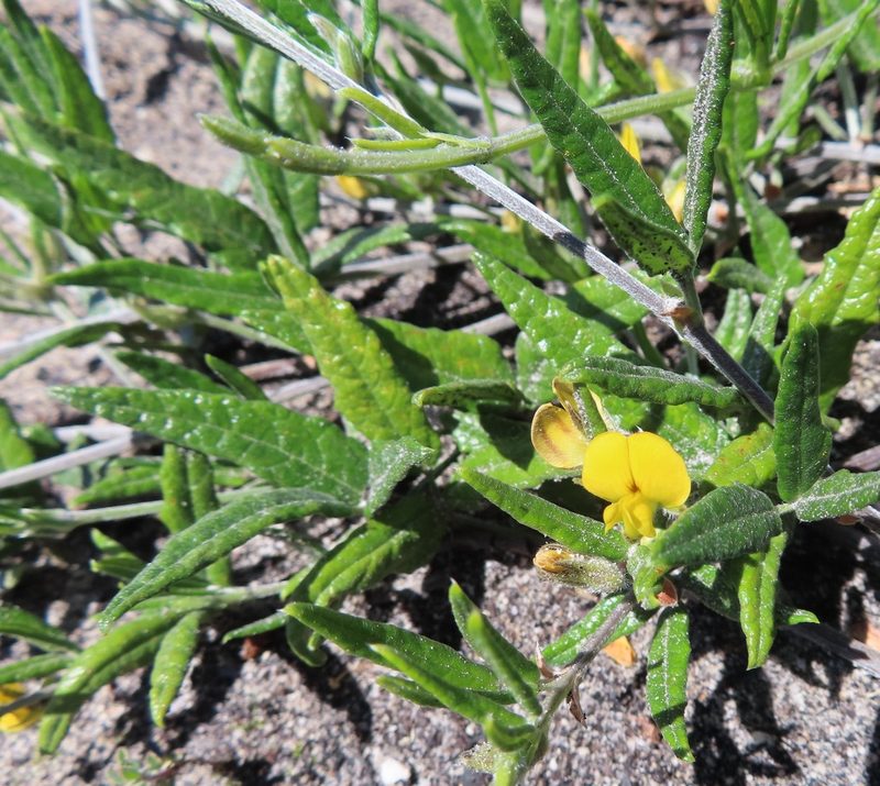 Rhynchosia leucoscias, photographed by linkie