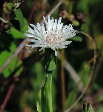 Picrosia longifolia, photographed by Hugo Hulsberg