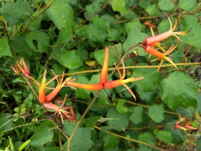 Triumfetta speciosa, photographed by JCorven