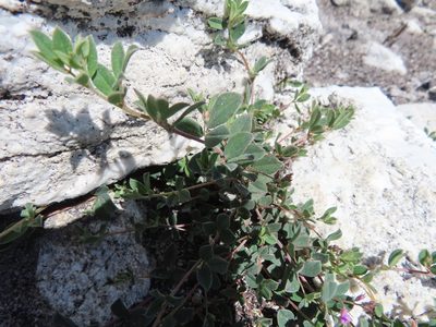 Indigofera sarmentosa, photographed by linkie