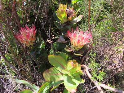 Protea eximia, photographed by linkie