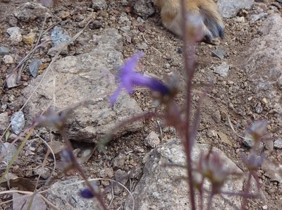Ipomopsis macombii, photographed by Andrew Tree