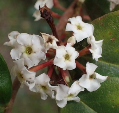 Acokanthera oppositifolia, photographed by Nicola van Berkel