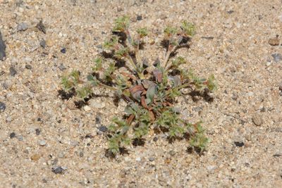 Chorizanthe orcuttiana, photographed by Stephanie Taylor