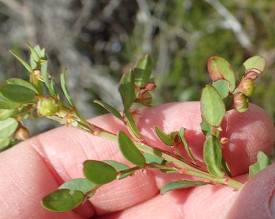 Phyllanthus andrachniformis, photographed by Nicola van Berkel