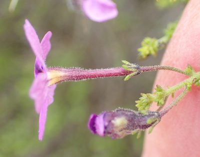 Jamesbrittenia tenuifolia, photographed by Nicola van Berkel