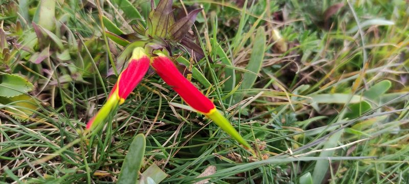 Castilleja tapeinoclada, photographed by Axel Ruiz