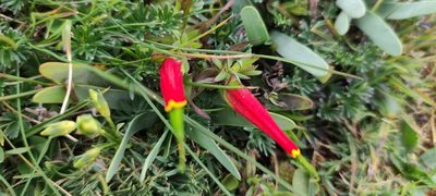 Castilleja tapeinoclada, photographed by Axel Ruiz