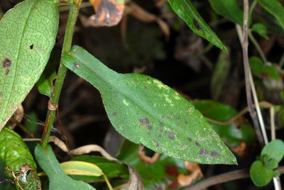 Symphyotrichum undulatum, photographed by Douglas Goldman
