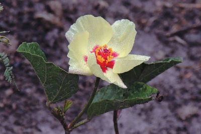 Cienfuegosia hispida, photographed by Hugo Hulsberg