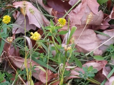 Trifolium aureum, photographed by Cecil Smith