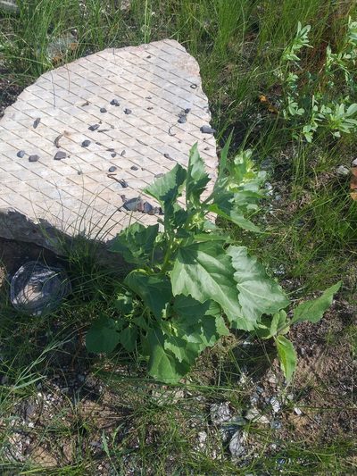 Oxybasis urbica, photographed by Dmitriy Bochkov