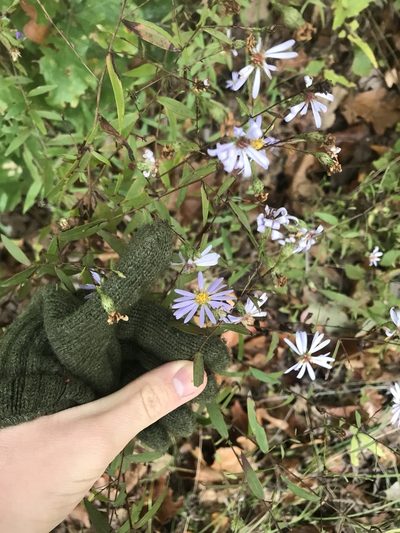 Symphyotrichum turbinellum, photographed by rashcollector