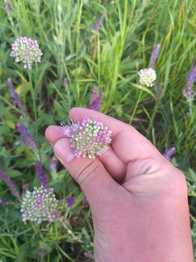 Allium lineare, photographed by Dmitriy Bochkov