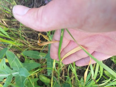 Allium lineare