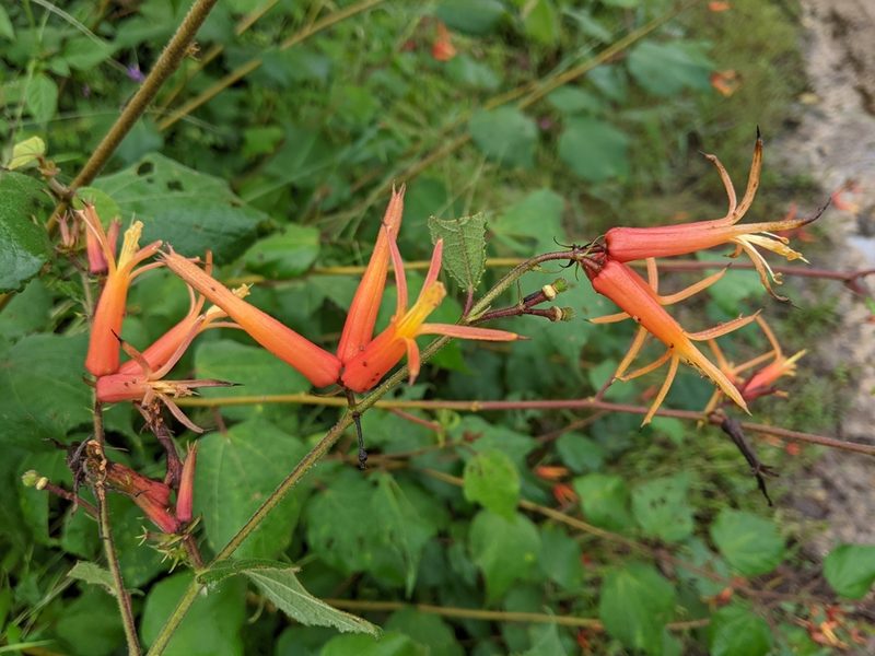 Triumfetta speciosa, photographed by JCorven