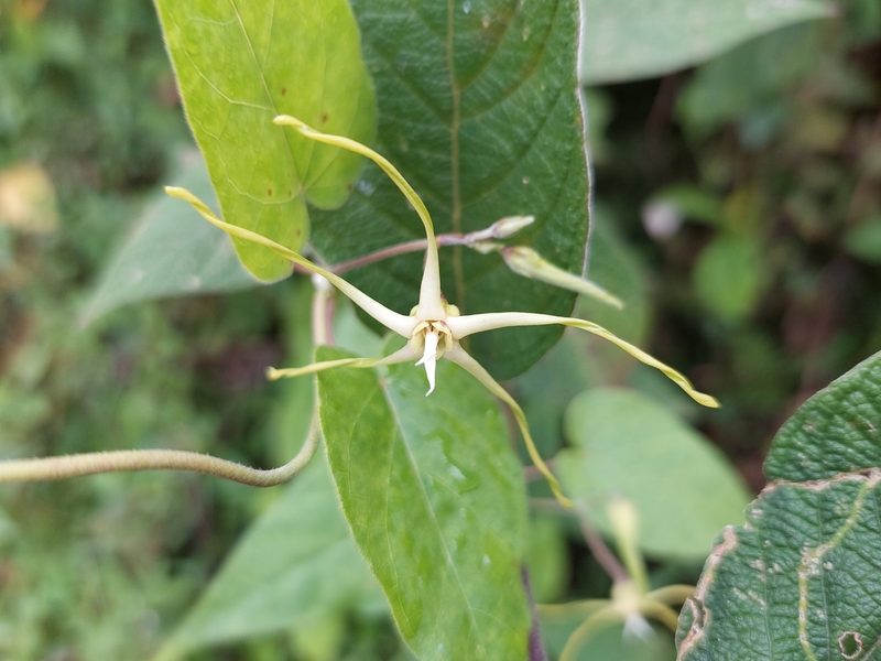 Oxypetalum cordifolium, photographed by Daniel Mesa