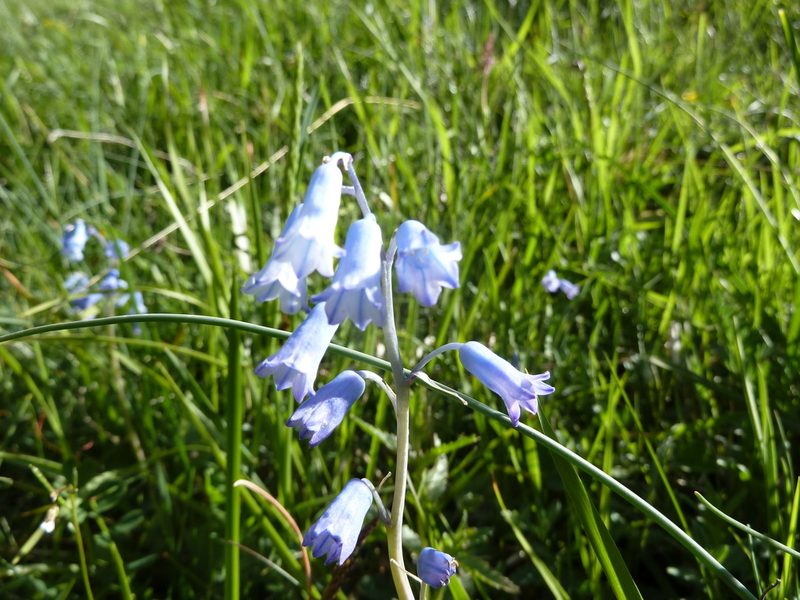 Brimeura amethystina, photographed by Andreas Taeger