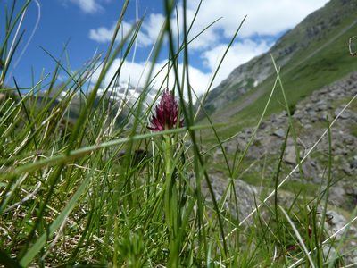Gymnadenia gabasiana, photographed by Andreas Taeger