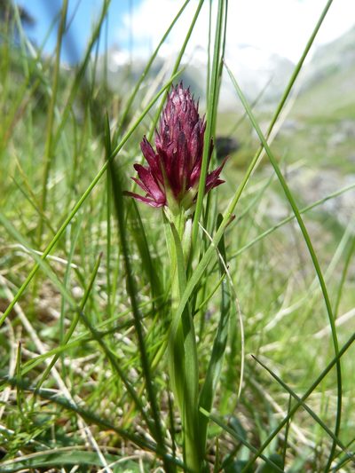 Gymnadenia gabasiana, photographed by Andreas Taeger
