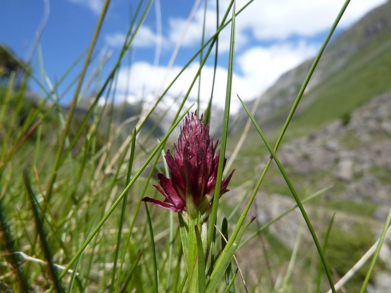 Gymnadenia gabasiana, photographed by Andreas Taeger
