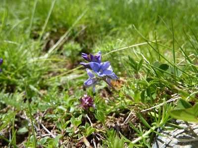 Veronica satureiifolia, photographed by Andreas Taeger