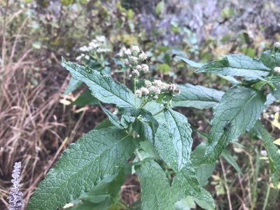 Eupatorium perfoliatum, photographed by Lucian Vazquez