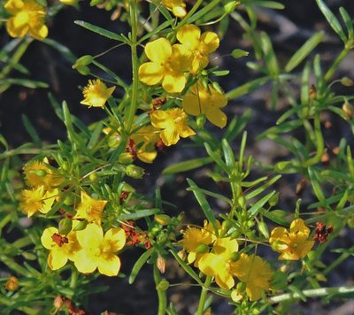 Scoparia montevidensis, photographed by Hugo Hulsberg