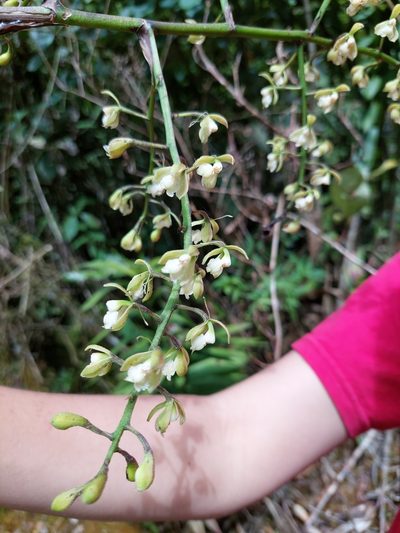 Epidendrum calothyrsus, photographed by Daniel Mesa