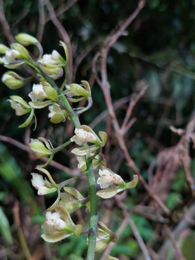 Epidendrum calothyrsus, photographed by Daniel Mesa