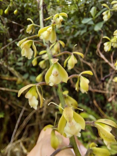 Epidendrum calothyrsus, photographed by Daniel Mesa