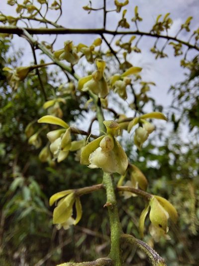 Epidendrum calothyrsus, photographed by Daniel Mesa
