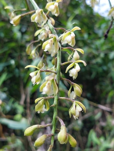 Epidendrum calothyrsus, photographed by Daniel Mesa